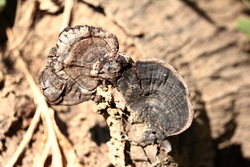 Obraz premium Red wood mushrooms growing on dead wood