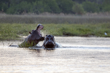 Fototapeta premium Fighting Hippos