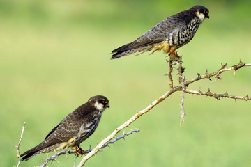 Wild life bird Photography- Amur Falcon