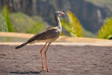 Bird of pray in animals park in Gran Canaria, Spain
