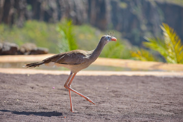 Bird of pray in animals park in Gran Canaria, Spain
