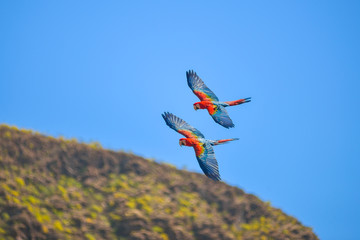 Fototapeta na wymiar Macaw in free flight in animals park in Gran Canaria, Spain 