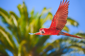 Macaw in free flight in animals park in Gran Canaria, Spain
