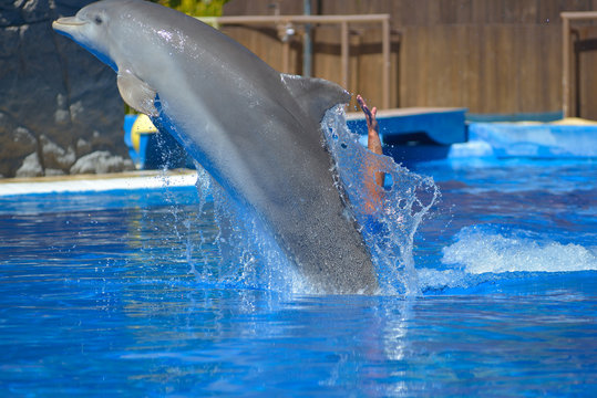 Dolphins show at animal park in Gran Canaria, Spain
