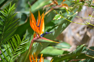 Strelitzia reginae flower
