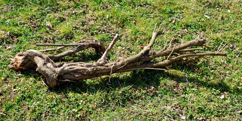 Wurzel ausgraben, Ast