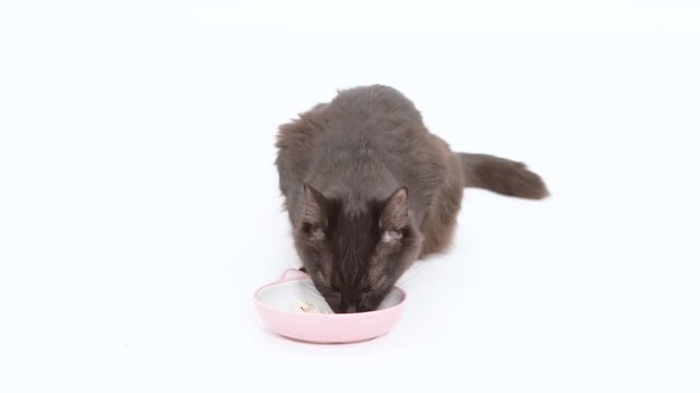 Black cat eats wet food out of a dish and then looks at something off camera