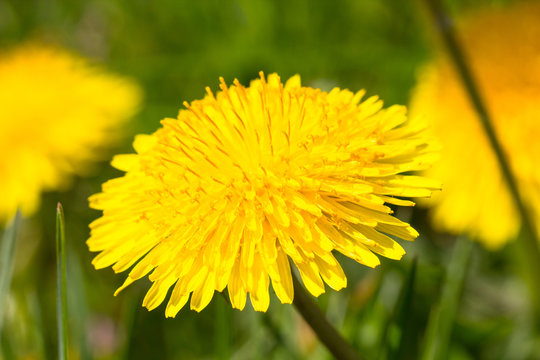 Beautiful spring yellow dandelion flower on green grass meadow as vintage nature background full of bright sunlight