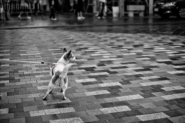 dog on a leash