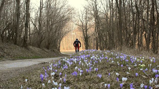 Cyclist riding on country road through the forest in spring time.