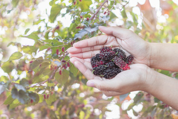 hand holding mulberries in garden with sunlight