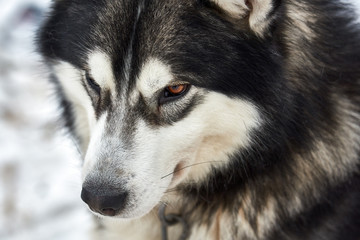 Beautiful alaskan giant  malamute  waiting to participate in the dog sled racing. Alaskan malamute in the nature, in the winter time.