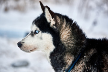 Naklejka premium Close up on a beautiful husky dog. Siberian husky dog outdoors. Portrait of siberian husky in the nature in the winter time.