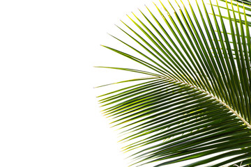Fototapeta premium Coconut leaves isolated on white background