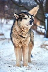 Beautiful alaskan malamute  . Alaskan malamute in the nature, in the winter time.