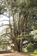 Fototapeta na wymiar Varese (Italy): Giardini degli Estensi, an old cedar of Lebanon
