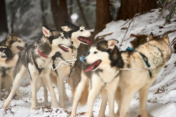 Beautiful alaskan giant  malamute  waiting to participate in the dog sled racing. Alaskan malamute in the nature, in the winter time.