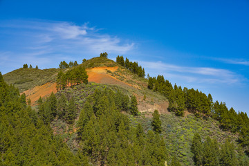 Fototapeta na wymiar Mountain landscape with volcanic soil and pine trees in Gran Canaria island, Spain 
