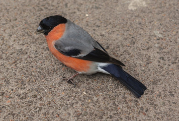 Bullfinch