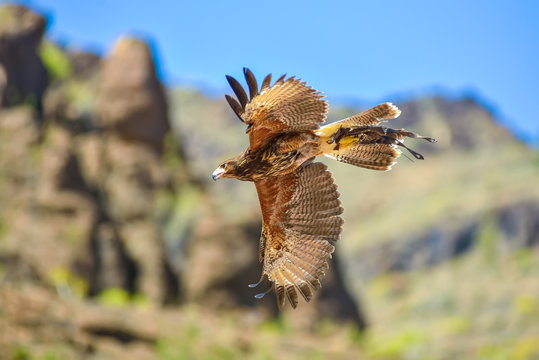 Falcon in free flight in animals park in Gran Canaria, Spain
