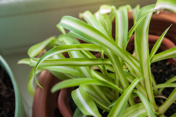 Flowering garden greens. Plants in pots at home.
