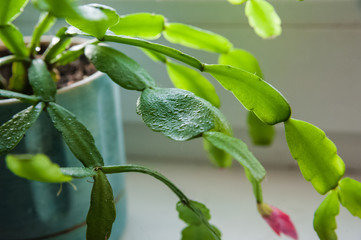 Obraz premium Flowering garden greens. Plants in pots at home.