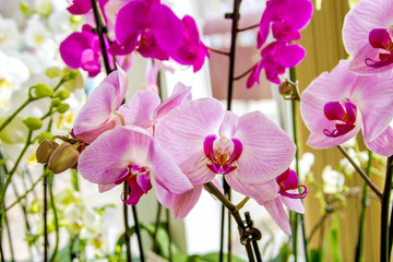 beautiful pink orchid flower room