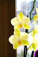 beautiful yellow orchid flower room