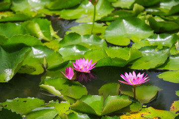 Pink lotus in lagoon.