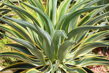 Sharp pointed agave plant leaves