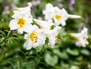 White lilies