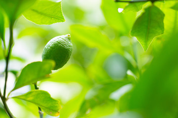 Healthy lime, lemon, citrus on a beautiful green tree branch full of leaves and bright sunlight as nature, tropical, health, agriculture background