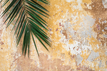 Old cracked antique vintage historic traditional wall and palm tree branch as tropic exotic summer...