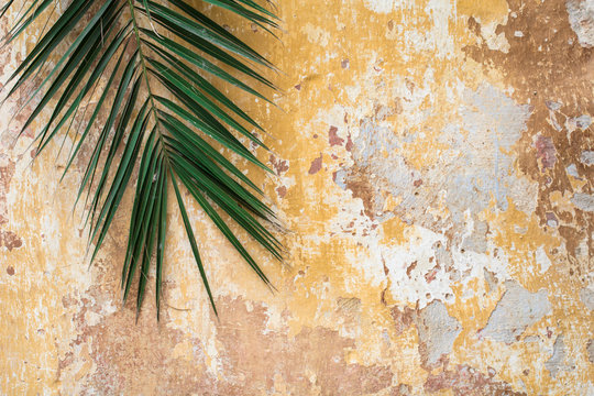 Old cracked antique vintage historic traditional wall and palm tree branch as tropic exotic summer tourist travel background
