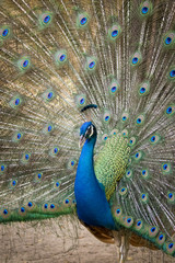 Obraz premium Image of a peacock showing its beautiful feathers. wild animals.