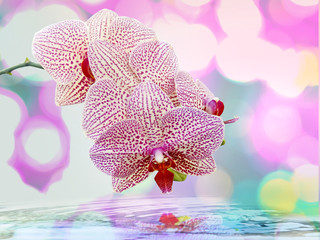 Naklejka na ściany i meble Beautiful orchid flowers reflected in water, Close up of orchid flower