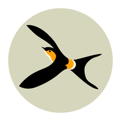 swallow vector illustration style Flat