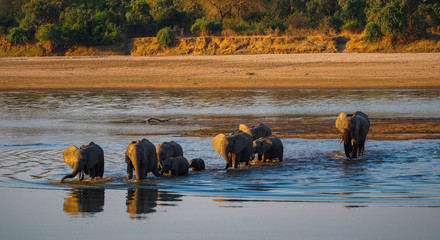 Elephants of South Luangwa, Zambia
