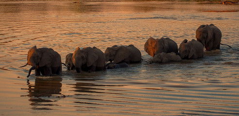 Elephants of South Luangwa, Zambia