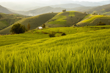 Fototapeta premium Green Terraced Rice Field in Pa Pong Pieng , Mae Chaem, Chiang Mai, Thailand