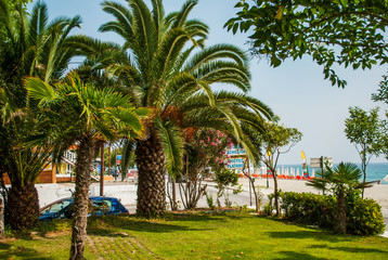 Fototapeta na wymiar Leptokaria, Greece - June 17, 2014: Palm tree and view of the beach, sea and sunny day, Leptokaria, Greece