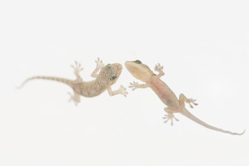 Lizard, known as gekko japonicus or yamori which means keeper of the house, photographed its back and stomach.
 - obrazy, fototapety, plakaty
