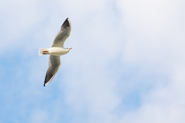 Black headed gull flies in the blue sky.

