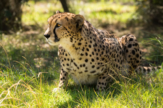 afrikanische Cheetah (Gepard) auf der Pirsch