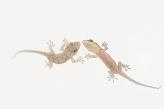 Lizard, known as gekko japonicus or yamori which means keeper of the house, photographed its back and stomach.
