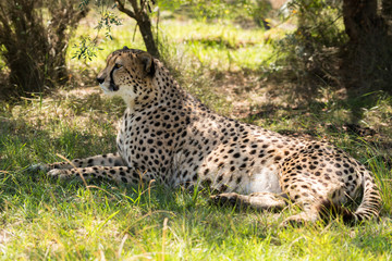 afrikanische Cheetah (Gepard)