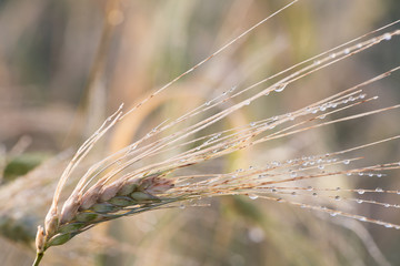 wheat ears