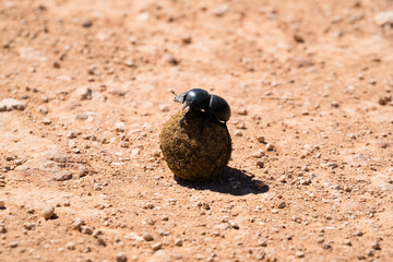 Dung Beetle
