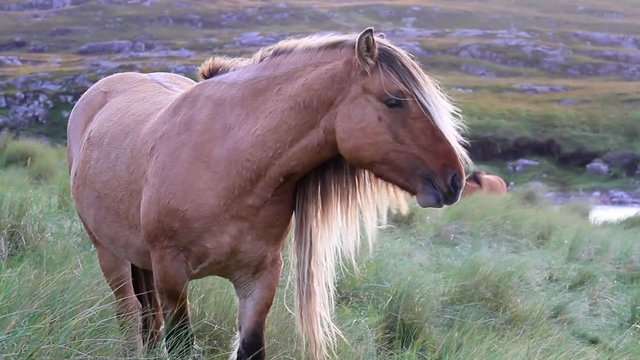 A highland pony grazes in the grass as the camera slowly pans up 