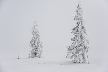 Winter in Karkonosze - Fog, frost nad snow